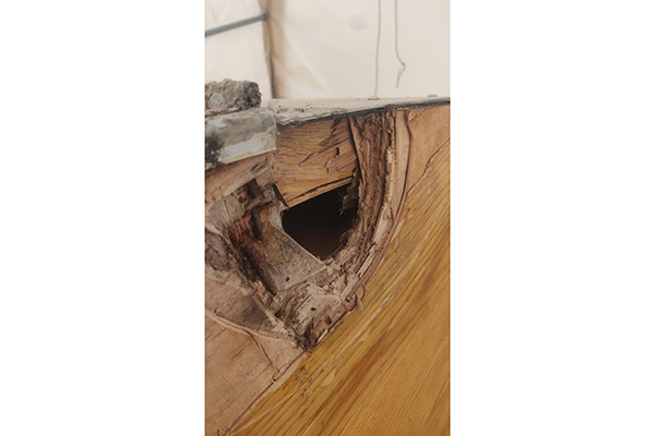 Gỗ ép bị ẩm, mốc