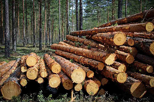 Gỗ ép cốp pha chất lượng cao đến từ những cây gỗ tốt